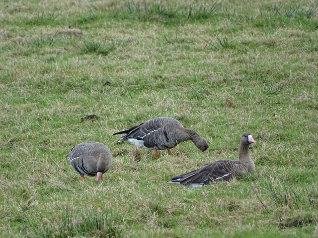他一直以来 他一直以来